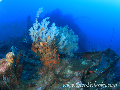 SS Perseus - Taprobane North Wreck Colombo