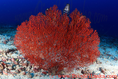 Serendib Reef Colombo