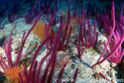 Serendib Reef Colombo