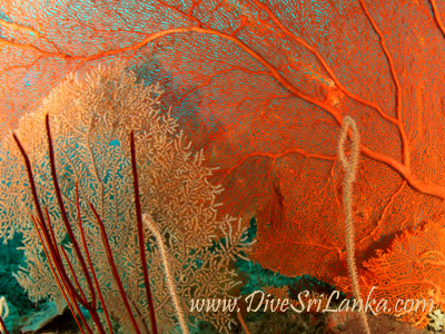 Gorgonian Gardens