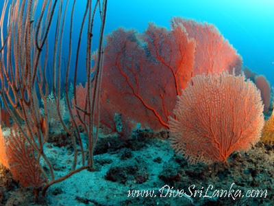 Gale Reef South - Gorgonian Gardens