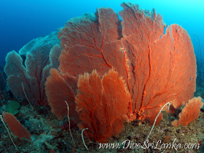 Gale Reef South - Gorgonian Gardens