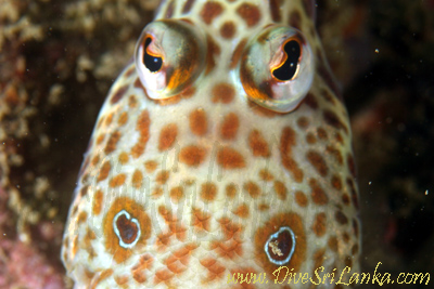 Barracuda Reef