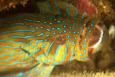 Barracuda Reef
