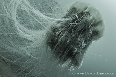 SS Worcestershire Jelly Fish