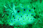 Nudi Branchs